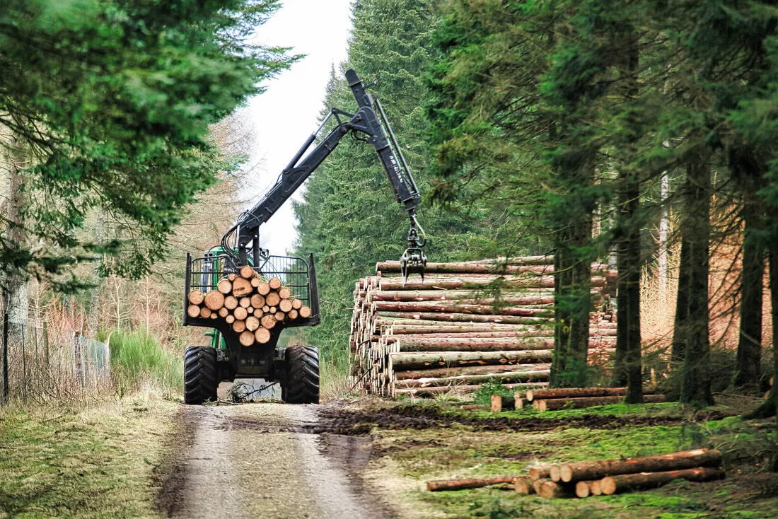 heavy-equipment-loading-huge-logs-trailer